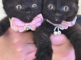 2 beautiful Scottish fold kittens