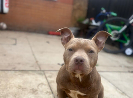 ** Female Pocket Bully**
