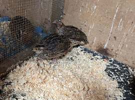 Pair of young quails