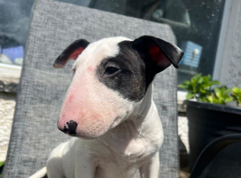 1 Female English bull terrier