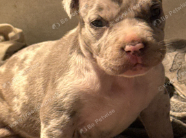 Pocket Bullyz puppy available aswell