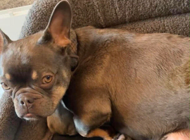 French Bulldog Puppies &ndash; Blue & Tan (10 weeks old)