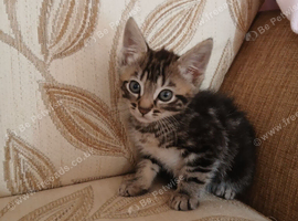 Kittns