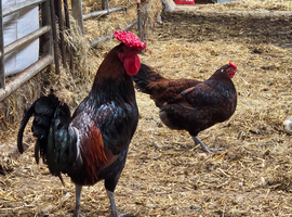 Derbyshire redcap hatching eggs available