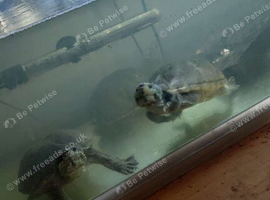 3 x musk turtles