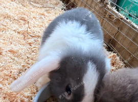 2x mini lop ears &pound;50 each