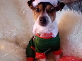 Male jack Russell