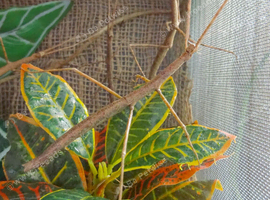 Nuichua Rabaeyae Nymphs 5-10 Approx. Vietnamese + Annam Stick Insect 10-15 Nymphs - Vietnamese