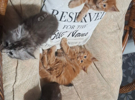 Main coon kittens