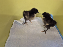 Black australorp chicks