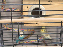 2 male budggies for 40 each
