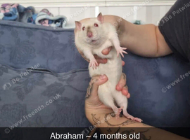 6 rats