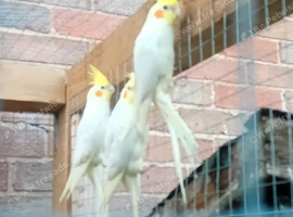Young cockatiels