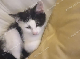 Adorable Female kitten