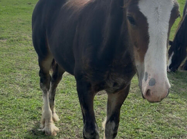 Stunning colt