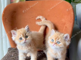 Adorable Persian exotic boy kittens