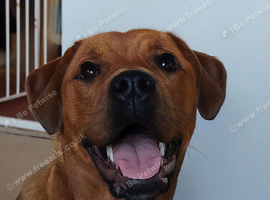 1 year old staffy cross rottie