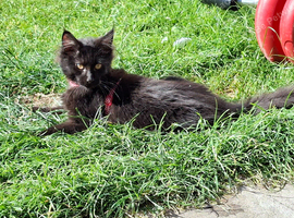 Pedigree Maine Coon boy in Manchester
