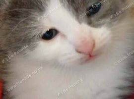 kitten for sale
