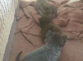 Kittens