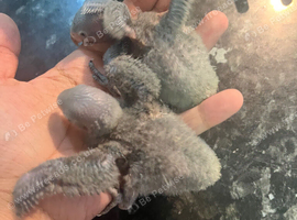 Tame Baby lovebirds available (hand rear)