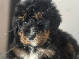 F1 BERNADOODLE  TRI BOY