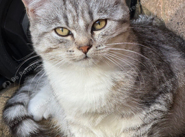 Half Persian cats for sale girls