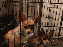 Girl dogs for sale