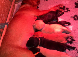 *2 left** kc reg Labrador ready to leave now