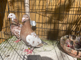 Muleuman mans racing pigeons for sale in Birmingham