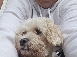 8 months shihpoo