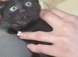 Female black kitten