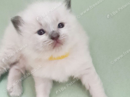 Ragdoll kittens for sale