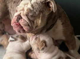 English bulldog puppies on the way
