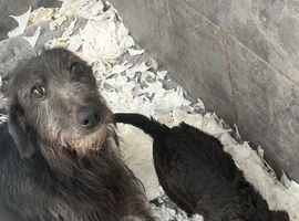 Bedlington whippet
