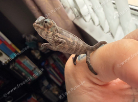 Baby panther chameleons