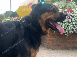 Handsome Rottweiler X