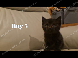 Beautiful boy looking for a home