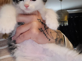 Mix fur kittens