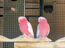 Proven breeding pair galah cockatoos