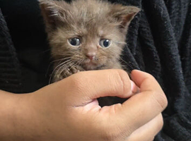 PURE BREED BSH KITTENS