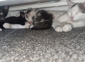 READY FOR THEIR FOREVER FAMILYS