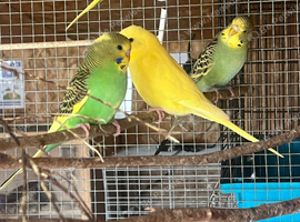 Beautiful array of colourful Budgie babies