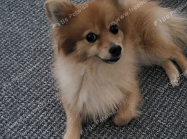 Kobi 4 years old pomeranian