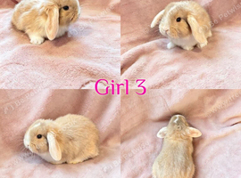 Baby Mini Lops (Ready 8/08)