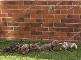 Dachshund puppies