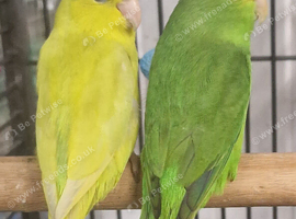 Stunning Parrotlets available