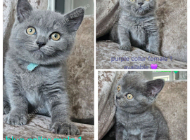 British blue shorthairs LAST 3 LEFT