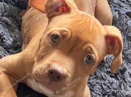 Beautiful female pup 5 months old