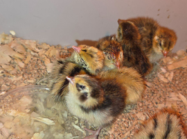 Baby quails